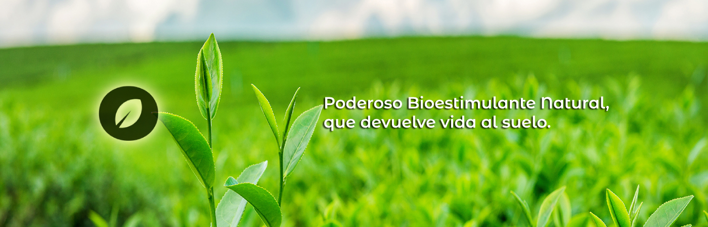 hojasverdes (1)